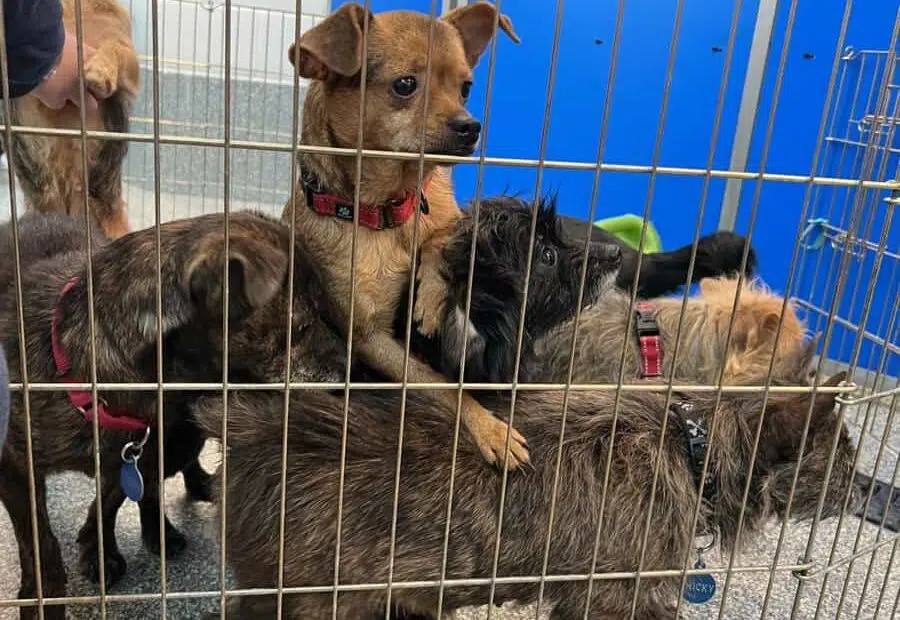 Chihuahua Yorkie Mix