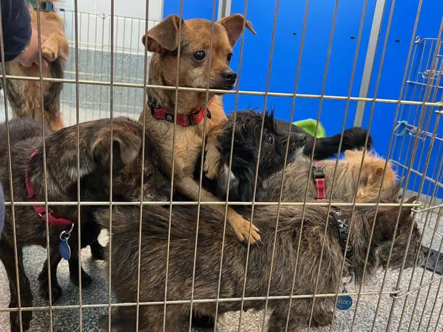 The 23 Yorkie-Chihuahuas are residing at the MSPCA