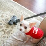 Dealing With Fearfulness in a Chihuahua