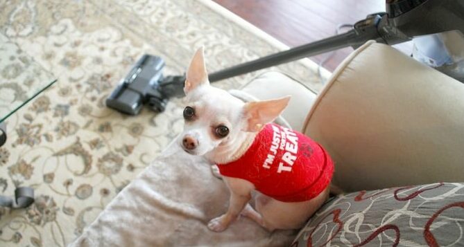 Fighting Fears Help Your Dog Overcome His Phobia e1658838679959