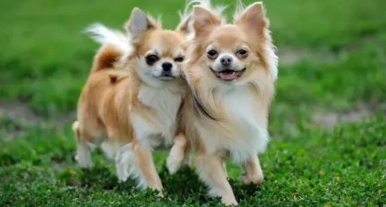 Male or female Chihuahua