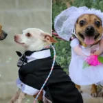 Chi’s has a wedding with 90 dog guests