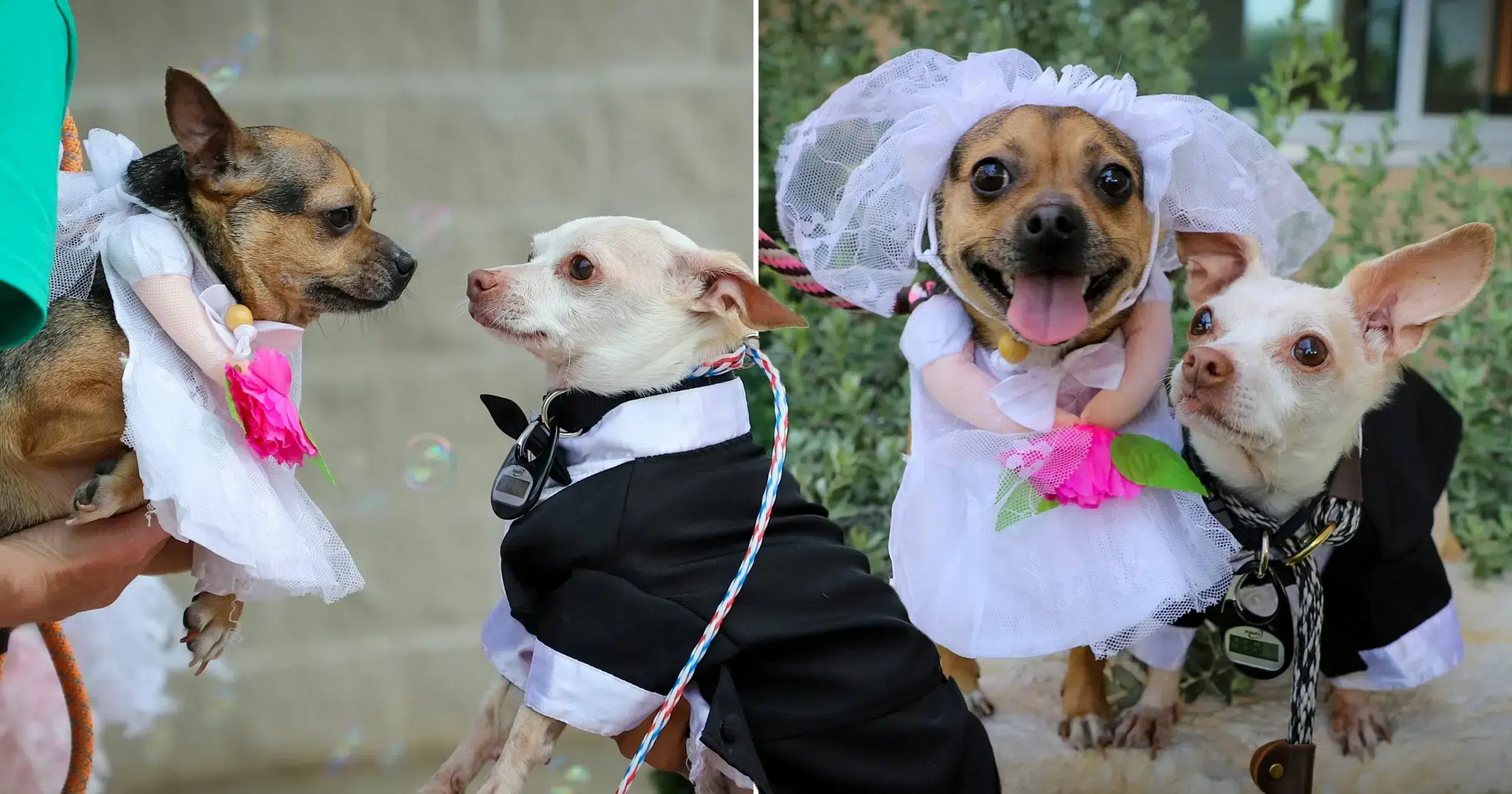 Read more about the article Chi’s has a wedding with 90 dog guests