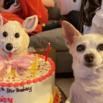 Sweet Chihuahua gets a big party for her 15th birthday