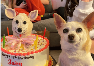 Read more about the article Sweet Chihuahua gets a big party for her 15th birthday