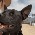 Adorable Chihuahua-Pit Bull Mix Gets Second Chance as a Hollywood Rescue Dog