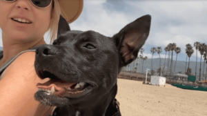 Read more about the article Adorable Chihuahua-Pit Bull Mix Gets Second Chance as a Hollywood Rescue Dog