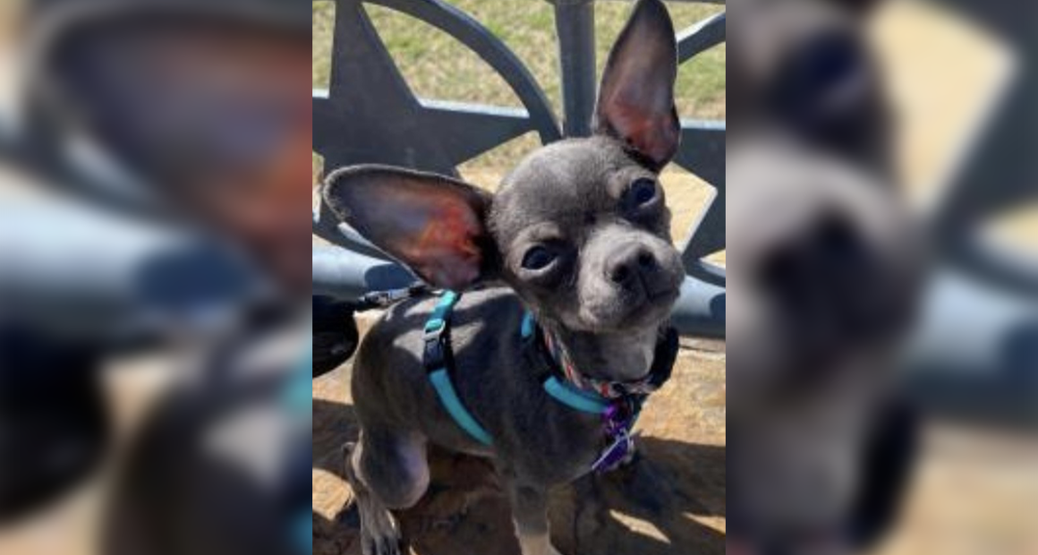 Stolen Chihuahua
