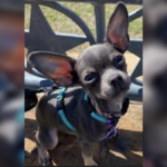 In San Francisco, a Chihuahua puppy was stolen in smash and grab