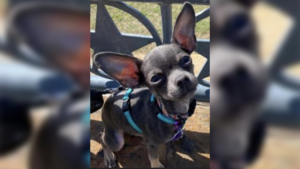 Read more about the article In San Francisco, a Chihuahua puppy was stolen in smash and grab