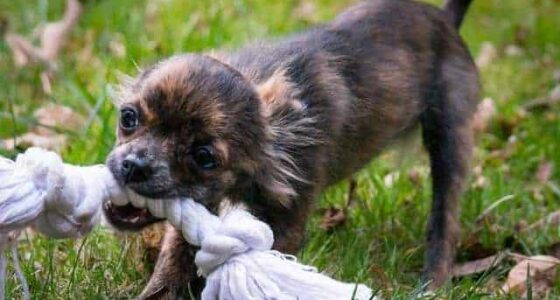 adorable animal baby 357142