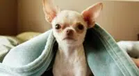 big teacup chihuahuas1