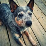 The Blue Heeler Chihuahua Mix