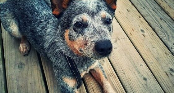 blue heeler chihuahua mix puppies