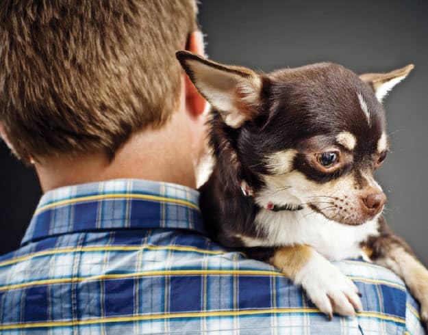 Is a Chihuahua Right for Your Family? 1 chihuahua 5