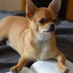 The Chihuahua Heat Cycle: Breeding Considerations and Risks