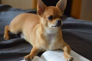 Read more about the article The Chihuahua Heat Cycle: Breeding Considerations and Risks