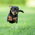 How Fast Can A Chihuahua Run? The Truth (With Video)