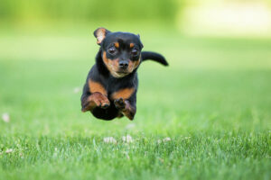 Read more about the article How Fast Can A Chihuahua Run? The Truth (With Video)