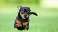 chihuahua dog running purple collar pet photography e1657194930257