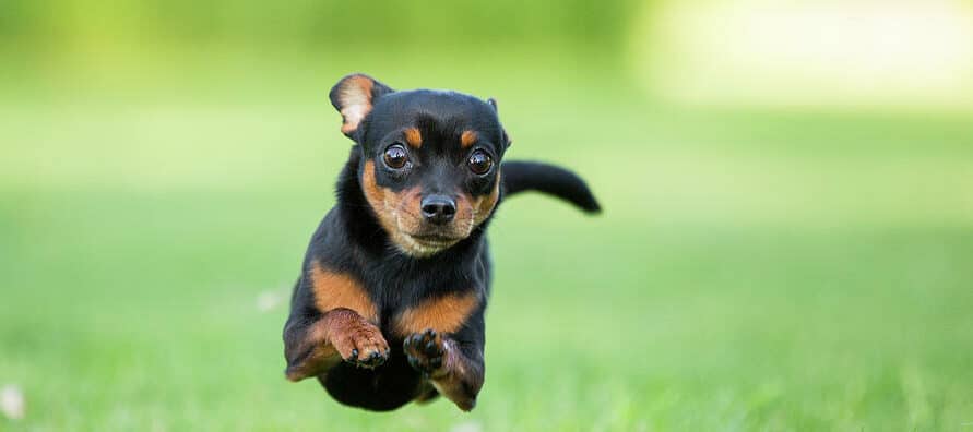 chihuahua dog running purple collar pet photography e1657194930257