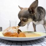 What Foods Are Bad, Poisonous, and Toxic to Chihuahuas?