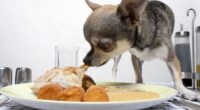 chihuahua eating 1