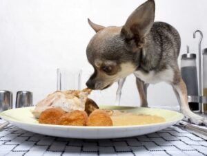 Read more about the article What Foods Are Bad, Poisonous, and Toxic to Chihuahuas?