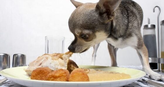 chihuahua eating 1