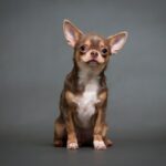 7 Chihuahua Pros And Cons: Should You Get A Chi?