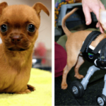 Daffodil, The Deformed Puppy Abandoned In A Cardboard Box, Is Now Happier Than Ever