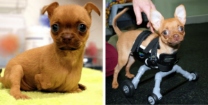 Read more about the article Daffodil, The Deformed Puppy Abandoned In A Cardboard Box, Is Now Happier Than Ever