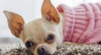 How to Discipline a Chihuahua Puppy? 2 chihuahua tired