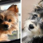 Chorkie Dog Profile: The Complete Chihuahua Yorkie Mix Guide for New Owners