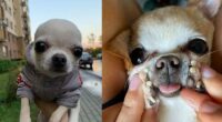 your chihuahua adopts your personality over time