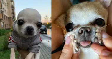 your chihuahua adopts your personality over time