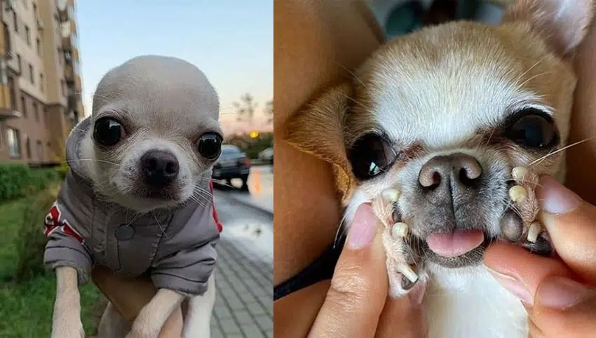 your chihuahua adopts your personality over time