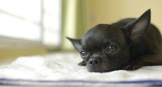 chihuahua closeup 600x300