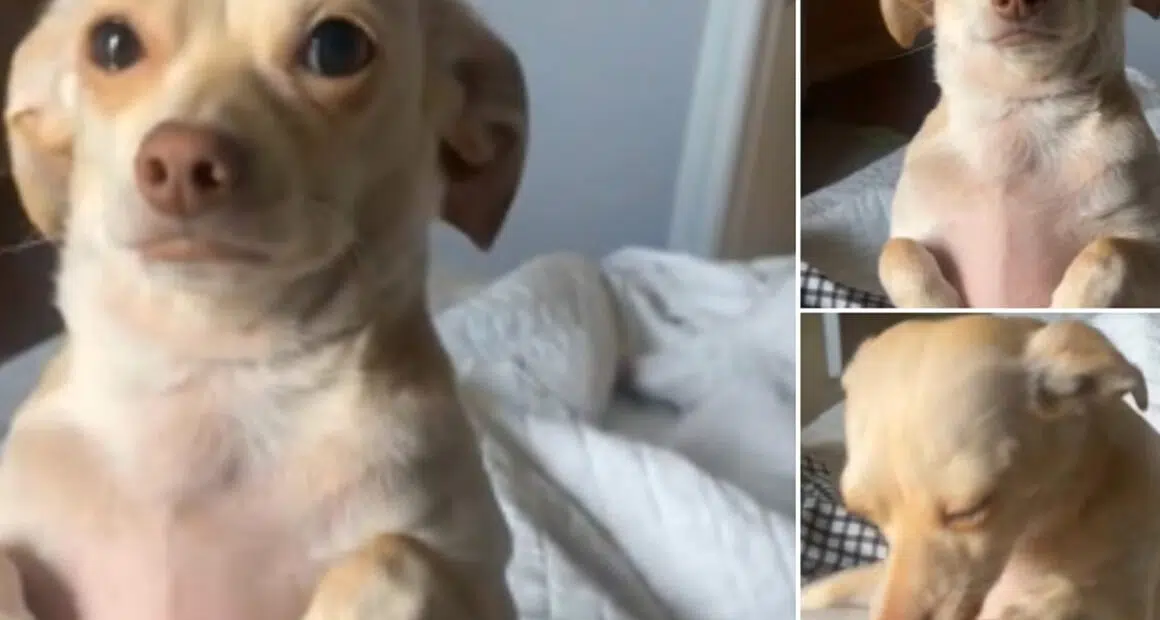 Chihuahua Begging and Crying as Owner Leaves - Chihuacorner.com