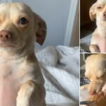 Chihuahua Begging and Crying as Owner Leaves