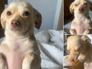 Read more about the article Chihuahua Begging and Crying as Owner Leaves