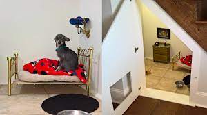 Harry Potter style living for Poncho the chihuahua 1 download 1 2