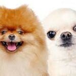 Do Pomeranians And Chihuahuas Get Along?