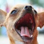 5 Reasons Why Your Chihuahua Has Bad Breath