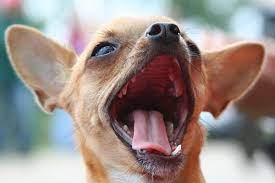 Read more about the article 5 Reasons Why Your Chihuahua Has Bad Breath