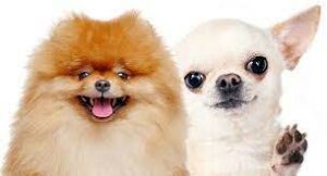 Read more about the article Do Pomeranians And Chihuahuas Get Along?