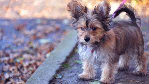 Chorkie Dog Profile: The Complete Chihuahua Yorkie Mix Guide for New Owners 1 download 4