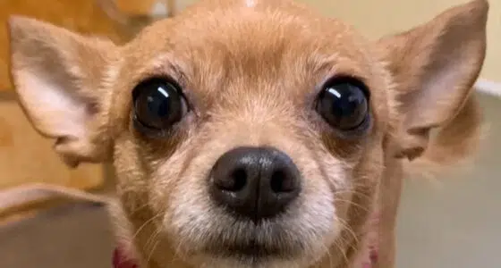 Has a Chihuahua ever killed someone? - Chihuacorner.com