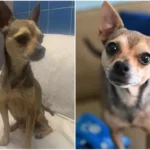 Miracle Chihuahua Unrecognizable After Surviving Horror Abuse