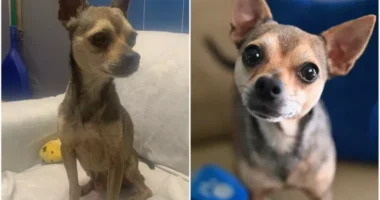 henry before after being rescued